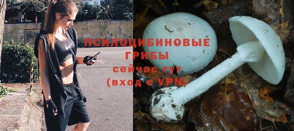 сатива Новодвинск